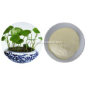 100% Natural water soluble Centella asiatica powder